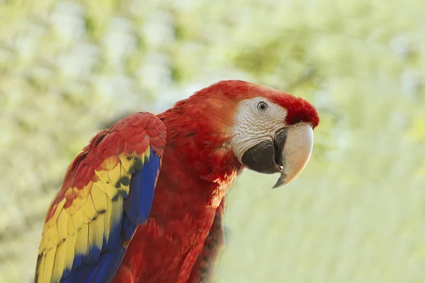 Colorido Loro Rhynchopsitta Sobre Fondo Verde —  Fotos de Stock