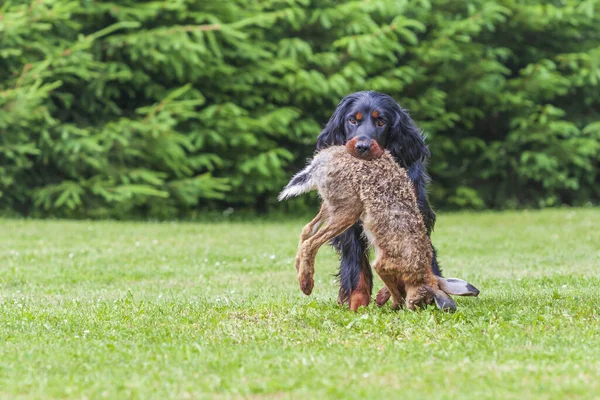 Anjing Hitam Gordon Setter Padang Rumput Dan Memiliki Kelinci Mulutnya — Stok Foto