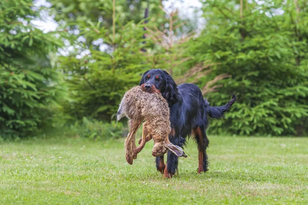 Anjing Hitam Gordon Setter Padang Rumput Dan Memiliki Kelinci Mulutnya — Stok Foto