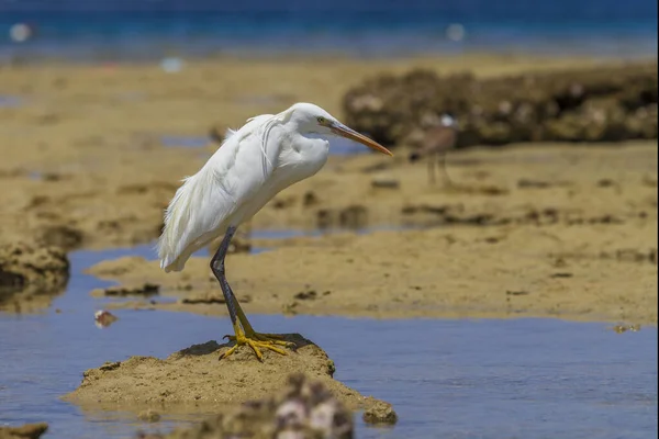 Grande Aigrette Ardea Alba Bord Mer Arrière Plan Mer Bleue — Photo