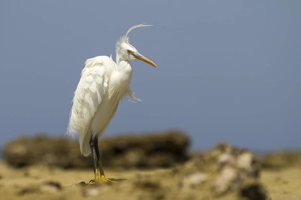 大歓迎 海の端にArdea Alba 背景の青い海に素敵なボケがあります 野生の写真 — ストック写真