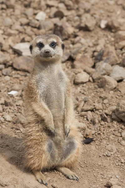 Meerkat Suricata Suricatta Stojąca Kamieniu Strzegącym Okolicy Słoneczną Pogodę — Zdjęcie stockowe