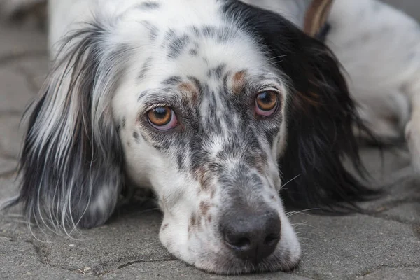 Portrait of a black and white dog with his head resting on the ground.