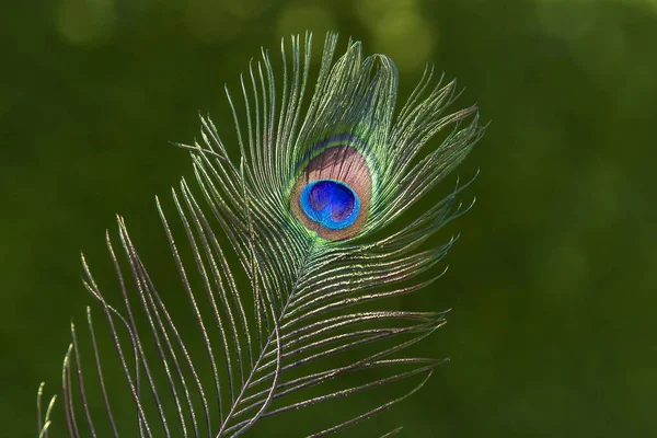 美しい孔雀の羽 パブクリステータス — ストック写真