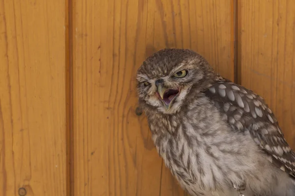 Little Owl Athene Noctua Белом Фоне — стоковое фото