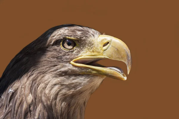 Portrait Young Bald Eagle Haliaeetus Leucocephalus — Stock Photo, Image