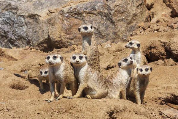 Meerkat - Suricata suricatta - bir grupta muhafaza altında.