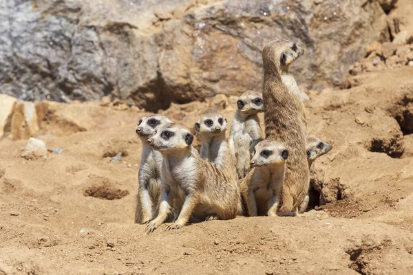 Meerkat Suricata Suricatta Grupo Recinto — Fotografia de Stock