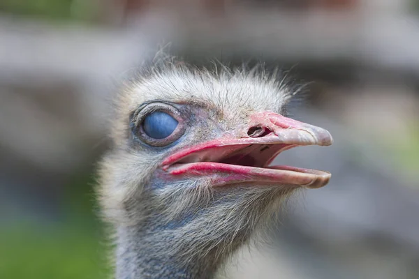 Ostrich - Struthio camelus - front portrait with open beak and nice bokeh