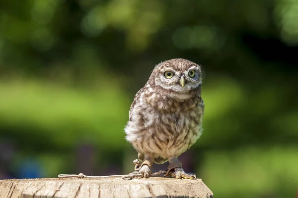 Petit Hibou Tête Faucon Assis Sur Pieu — Photo gratuite