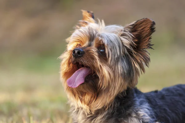 Kleiner Yorkshire Terrier Rennt Über Die Wiese Und Hat Die — Stockfoto