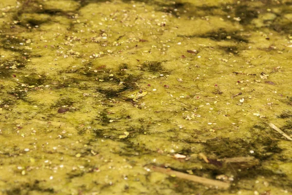 Rana Anura Agua Estanque Cubierto Agua —  Fotos de Stock