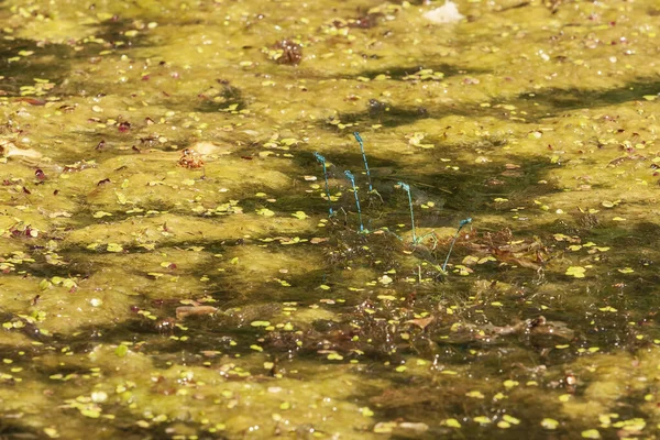 青いトンボ 池の上の自然の生息地でOdonata — ストック写真