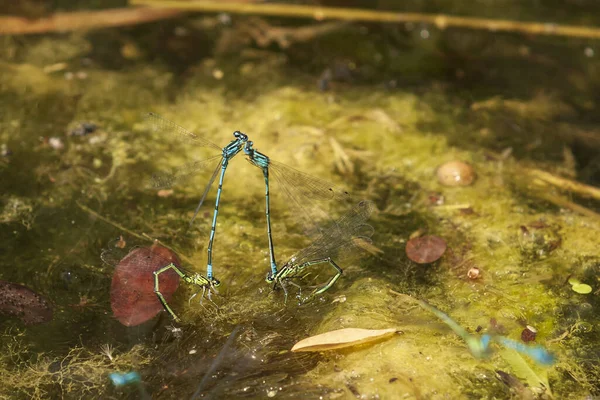 蓝色蜻蜓 在池塘里的自然栖息地的奥多纳塔 — 图库照片
