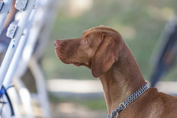 Венгерская Короткошерстная Собака Vizsla Портрет Собаки — стоковое фото