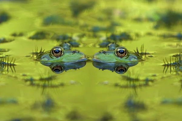 两只青蛙 阿努拉把头埋在水里 面面相觑 一双漂亮的眼睛映入水中 照片上有漂亮的泡菜 — 图库照片