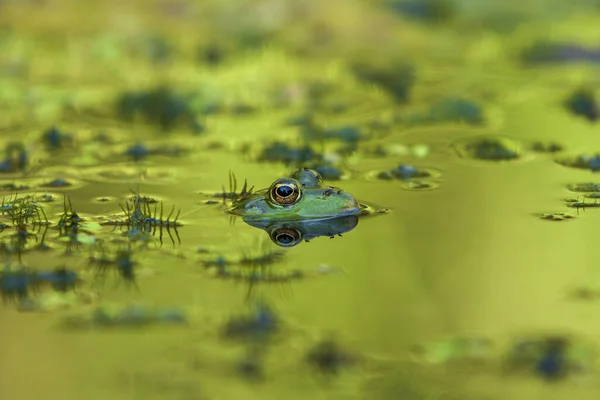 Frosch Anuras Kopf Ist Wasser Schöne Augen Sind Sehen Und — Stockfoto