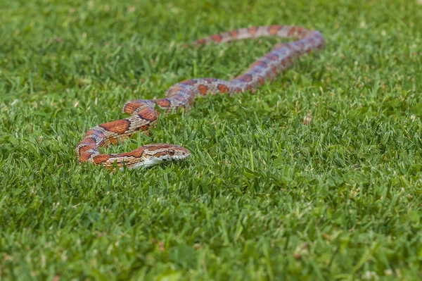 Red Snake Pantherophis Guttatus Crawls Green Grass Garden Head Sharp — Stock Photo, Image