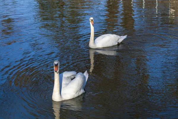 Swans Cygnus Swiming Water Sunny Weather — Stock Photo, Image