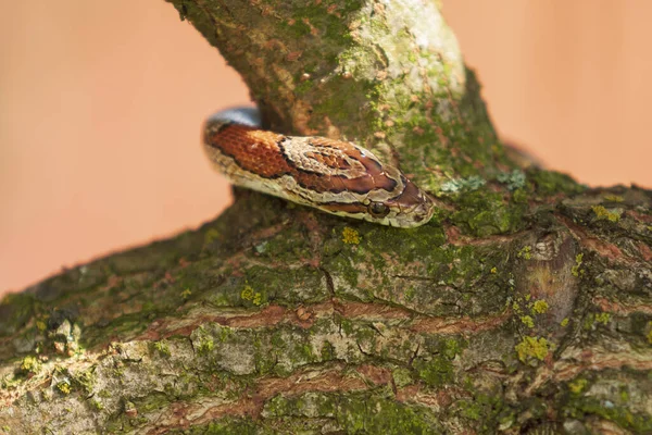 Red Snake Pantherophis Guttatus Crawls Tree Stock Image