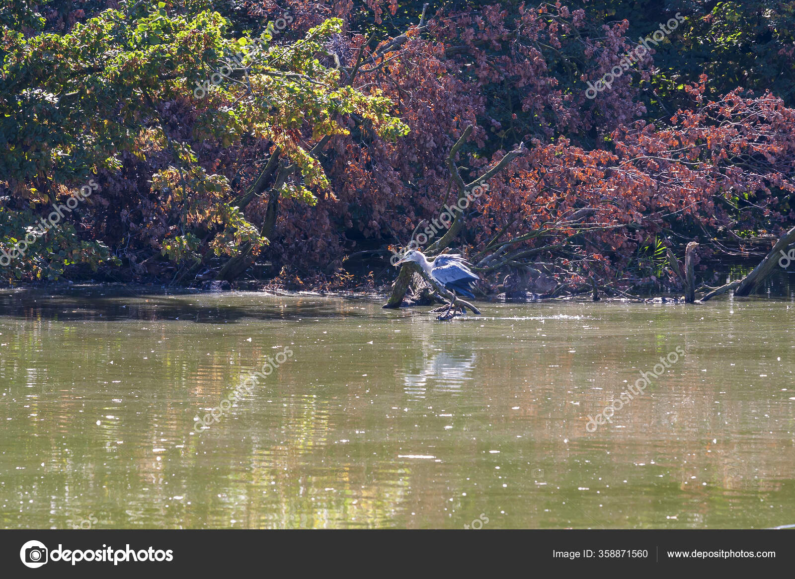 Stockfotos Grünreiher fischen Bilder, Stockfotografie Grünreiher 