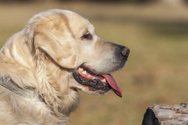 Dilini çıkarmış açık kahverengi bir köpeğin portresi..
