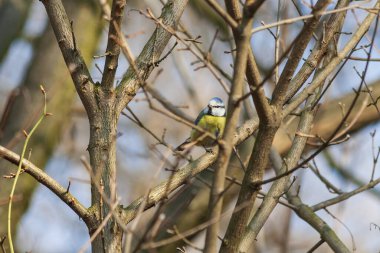 Doğadaki büyük kuş.