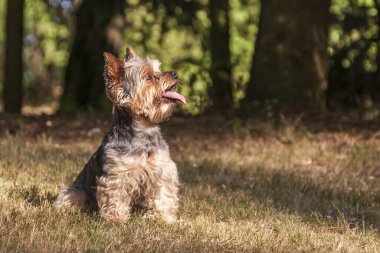 Küçük Yorkshire Teriyeri çayırda ve dili dışarıda..
