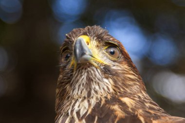 Genç bir kel kartalın portresi - Haliaeetus leucocephalus 