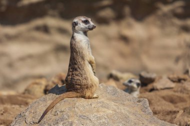 Meerkat - Suricata suricatta - bir grupta muhafaza altında.