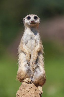Meerkat - Suricata suricatta Güneşli havada çevreyi koruyan bir taşın üzerinde duruyor