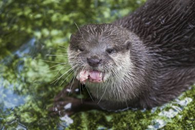 Eurasian otter - Lutra lutra on a green background has a piece of meat in its mouth. clipart