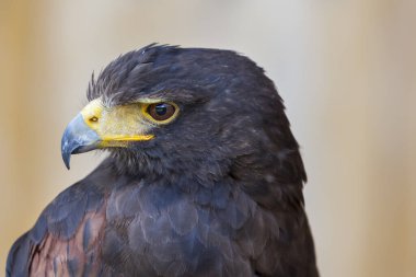 Harris 'in Şahini - Parabuteo unicinctus Kahverengi ışıklı arka planlı yakın plan portresi.