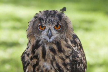 Avrasya Kartalı Baykuşu - Bubo bubo kahverengi orman geçmişi olan büyük baykuş