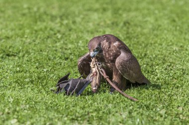 Deniz Kartalı - Haliaeetus albicilla yeşil ışık arka planında yerden alçaktan uçuyor. Kartal bir şahin tarafından eğitilmiştir..