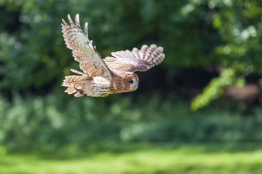 Avrasya Kartalı Baykuşu - Bubo bubo kahverengi orman geçmişi olan büyük baykuş