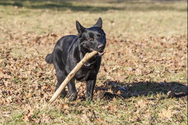Большая Чёрная Собака Носит Большую Палку — стоковое фото