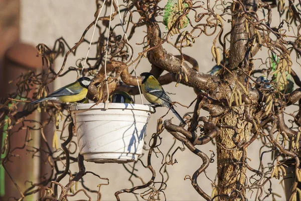Parus Tit Sits Flower Pot Which Hangs Tree Feeder — Stok fotoğraf