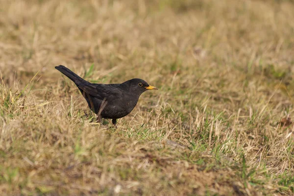 Turdus Merula Blackbird Svart Fågel Studsar Över Grönt Gräs — Stockfoto