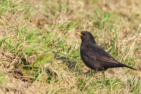 Turdus Merula Černý Kos Skákající Přes Zelenou Trávu — Stock fotografie