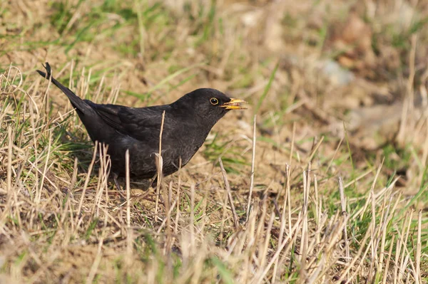 Turdus Merula Černý Kos Skákající Přes Zelenou Trávu — Stock fotografie