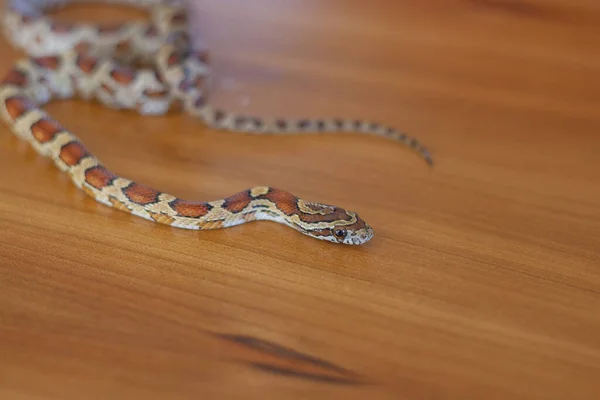 Kızıl Yılan - Pantherophis Guttatus kaldırımda sürünüyor 