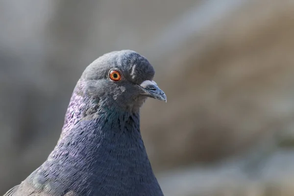 Columba - pigeon bird on background,close up