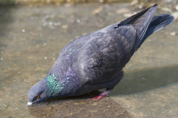 Portrait Columba Pigeon Drinks Water — Stock Photo, Image