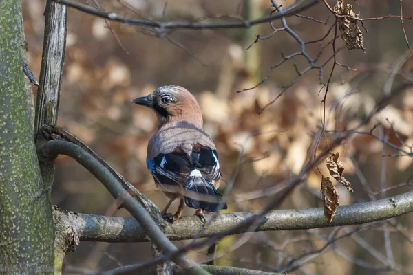 Garrulus Glandarius Jay Eurasiatico Appollaiato Ramo Albero Uccellino Con Piume — Foto Stock