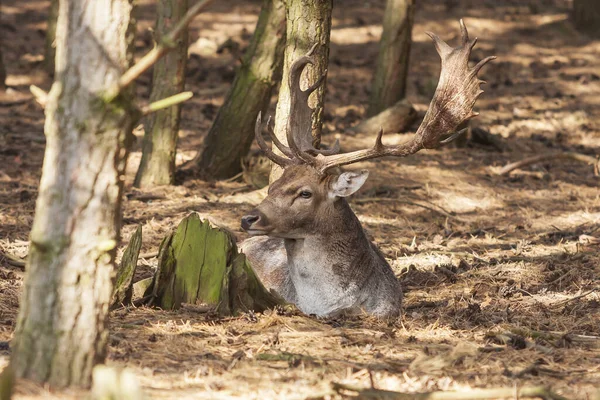 Dama Dama European Fallowe Deerは美しい釣り人を持っており 木々の間の森の中の夕日に横たわっています — ストック写真