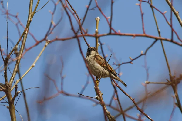 Moineau Sur Une Branche Arbre Fond Est Bleu Ciel — Photo