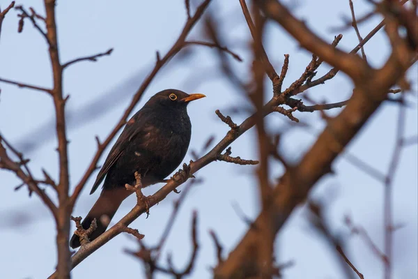 Turdus Merula Merel Zittend Een Tak Een Boomkroon — Stockfoto