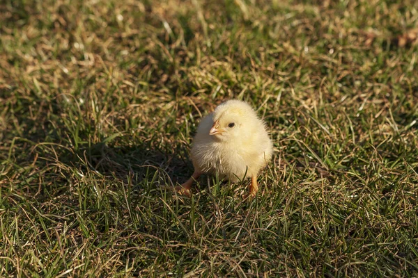 Small yellow live chicken on green grass.