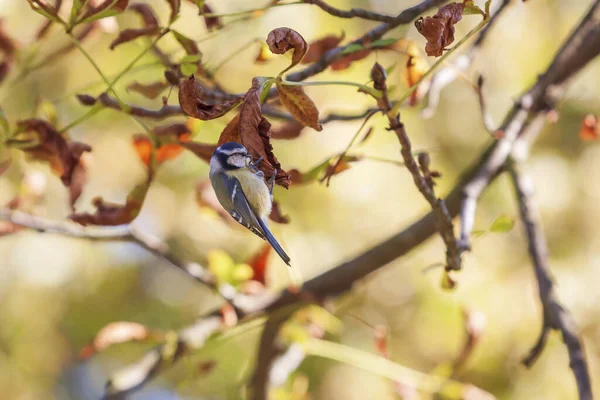 Tit Parus Deciduous Tree Beautiful Colorful Bokeh — Stockfoto